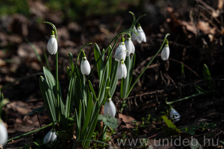 Hóvirágok a Botanikus Kertben