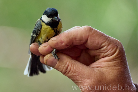 Madárbarát mintakert 2026. 