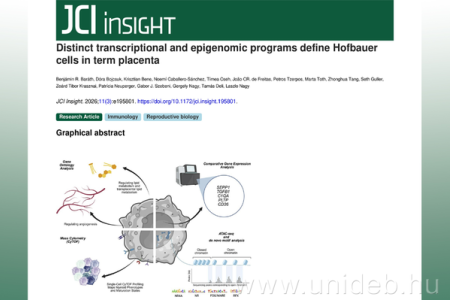 Debreceni kutatók tudományos áttörése a méhlepény sejtjeiről