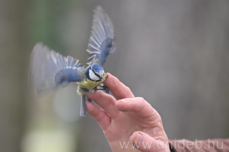 Madárgyűrűzés 2026.