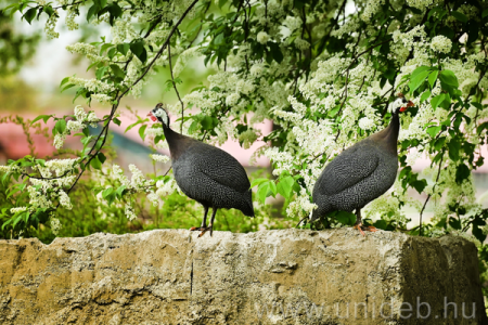Gyöngytyúkok a Böszörményi úti campuson