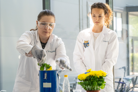 A folyékony nitrogénbe mártott virág