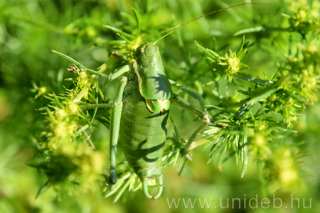 8. Magyar Orthopterás Találkozó